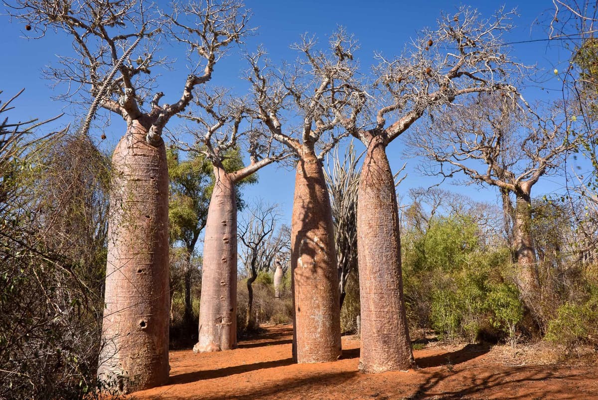 Madagascar luxury travel & tours