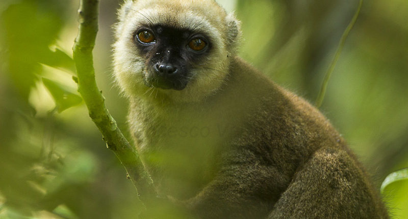 madagascar luxury tours