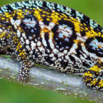 Madagascar-Wildlife-Safari-Tour