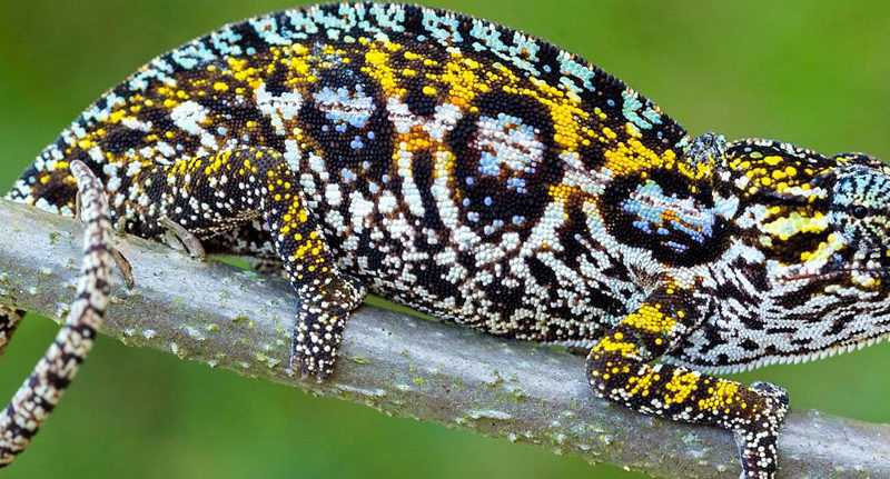 Madagascar-Wildlife-Safari-Tour