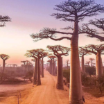 Madagascar-safari-tour