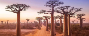 Madagascar-safari-tour
