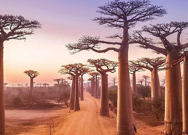 Madagascar-safari-tour