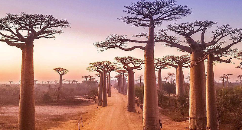 Madagascar-safari-tour