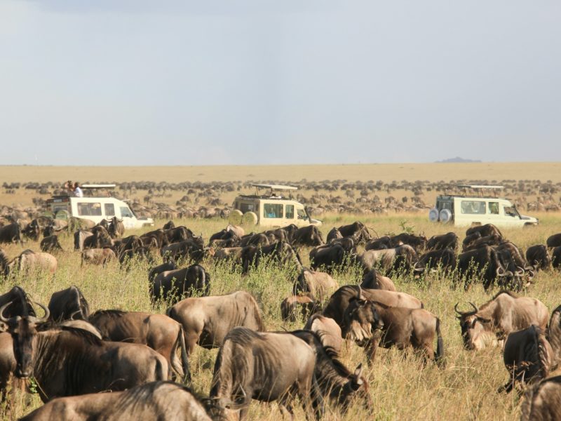 Tanzania Wildlife Viewing