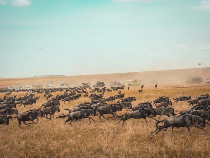 tanzania wildlife safari in Tanzania