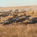 wildlife safari in tanzania