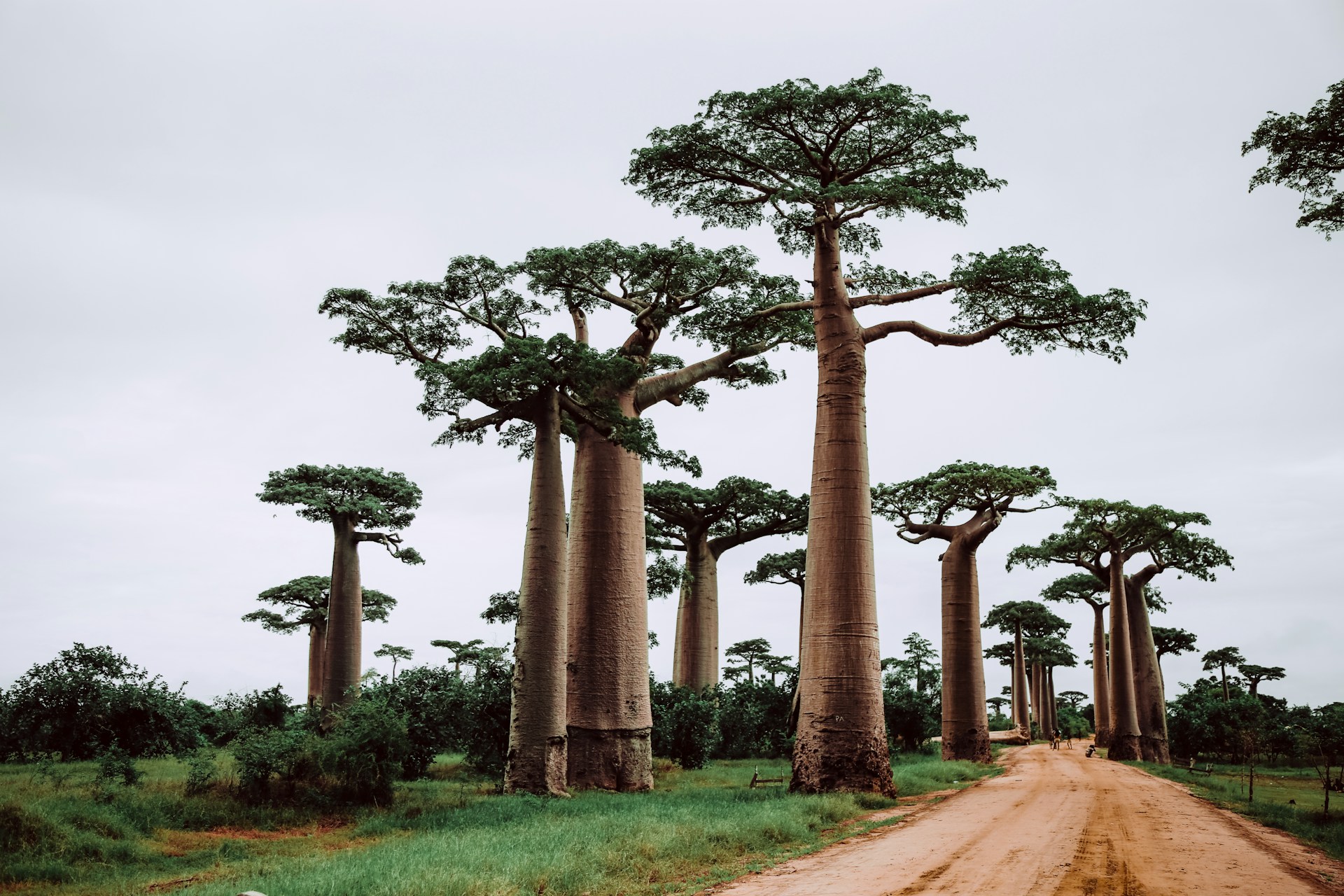 Madagascar Group Tours in 2024