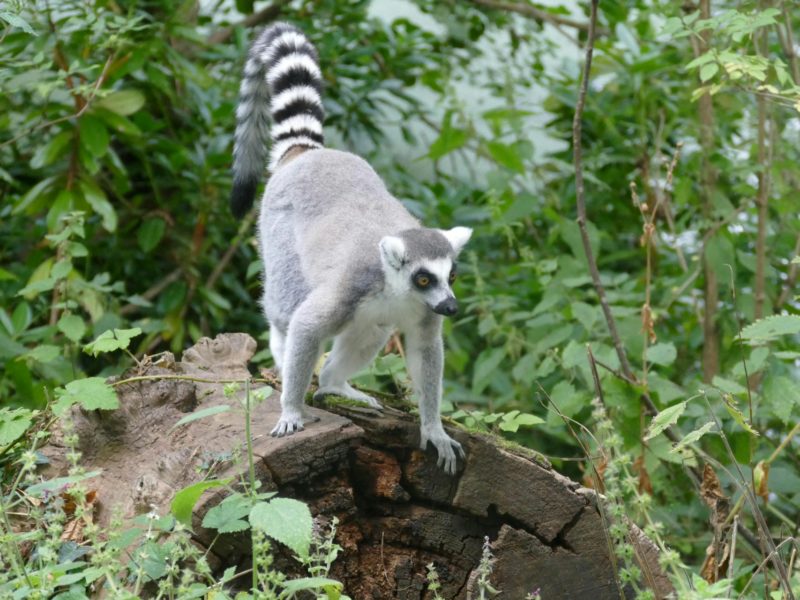 Madagascar Wildlife Tour