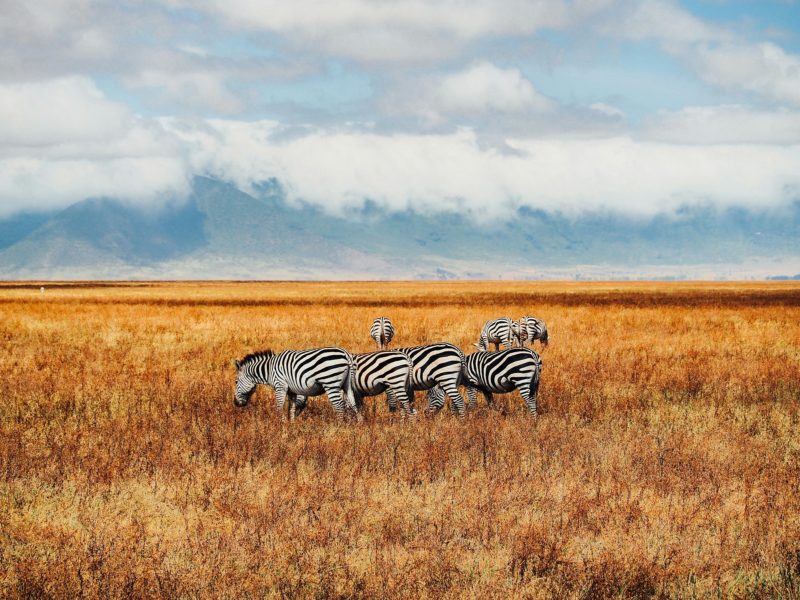 Ngorongoro Crater