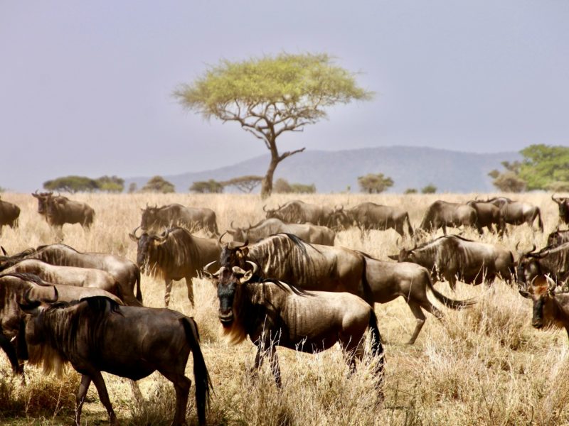 Serengeti National Park