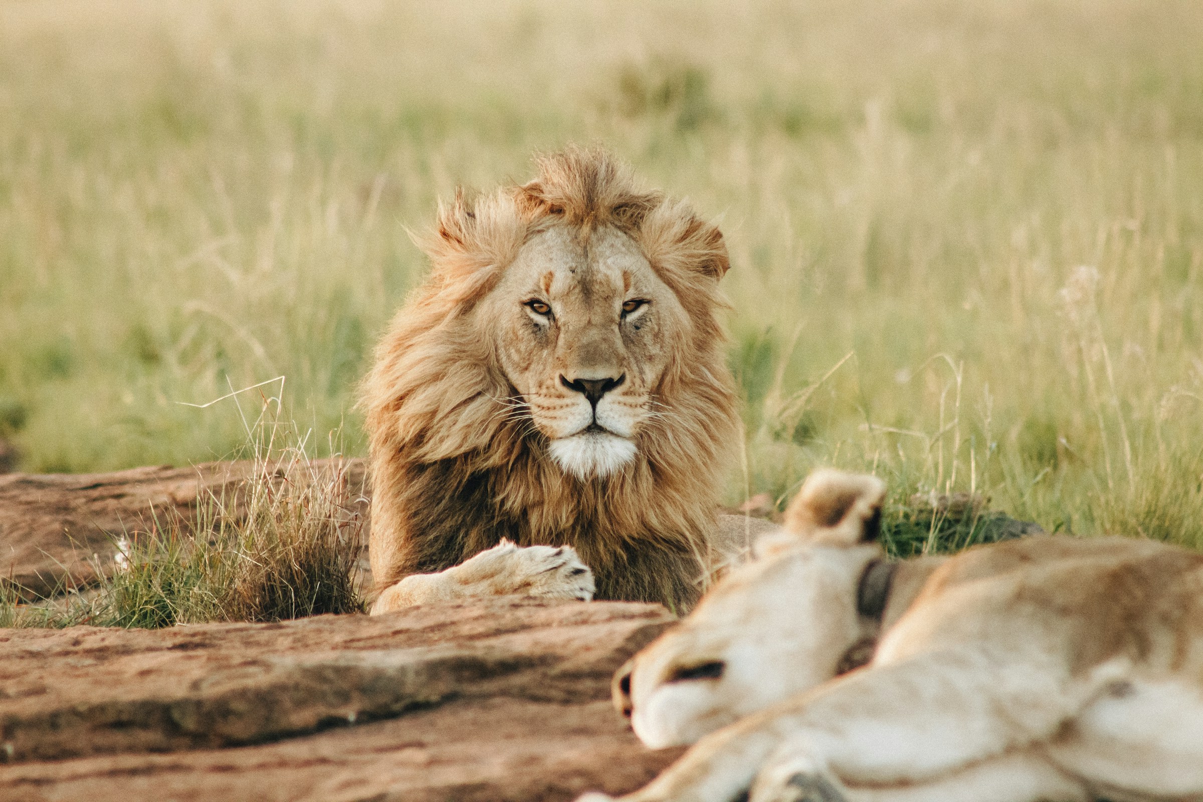 Serengeti Safari Tours