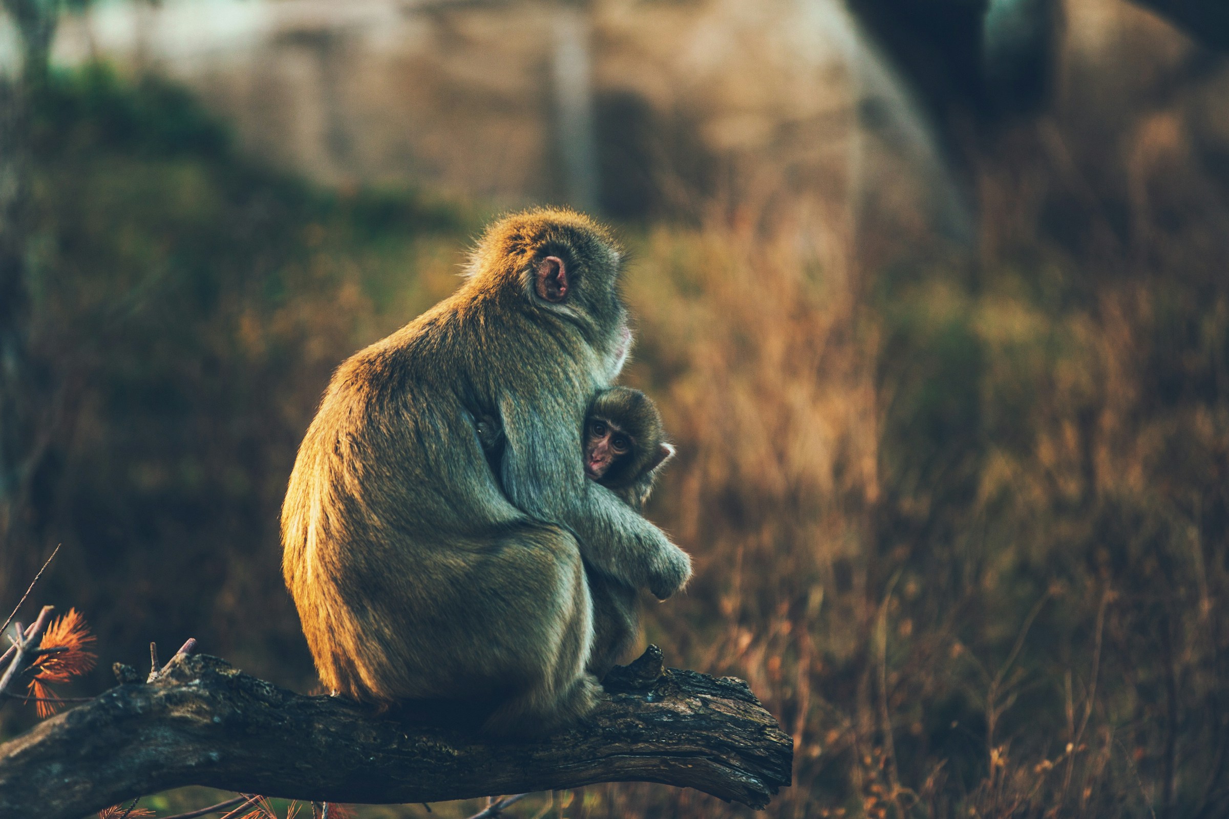 Tanzania Chimpanzee Trekking Tours