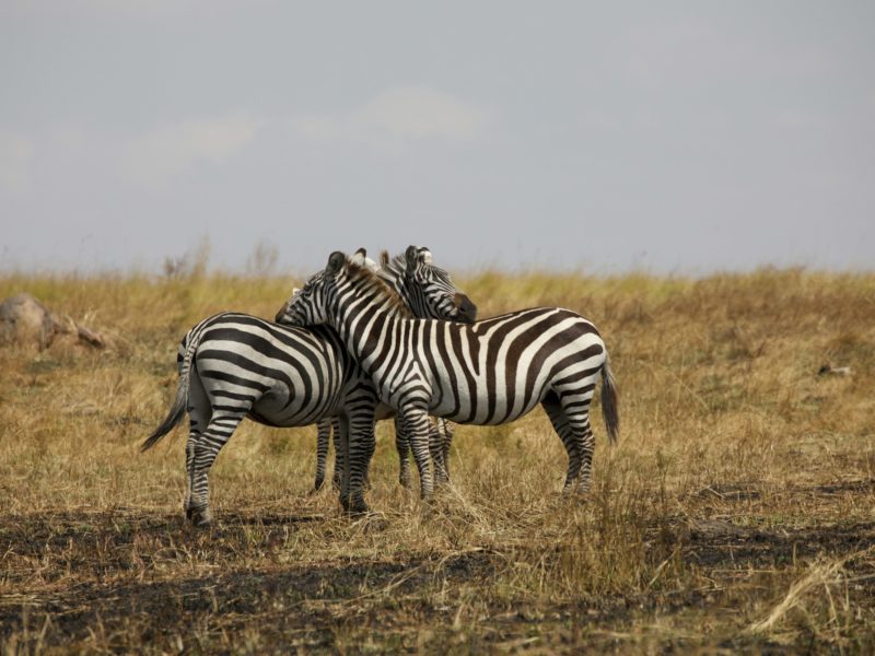 Tanzania Honeymoon Safari