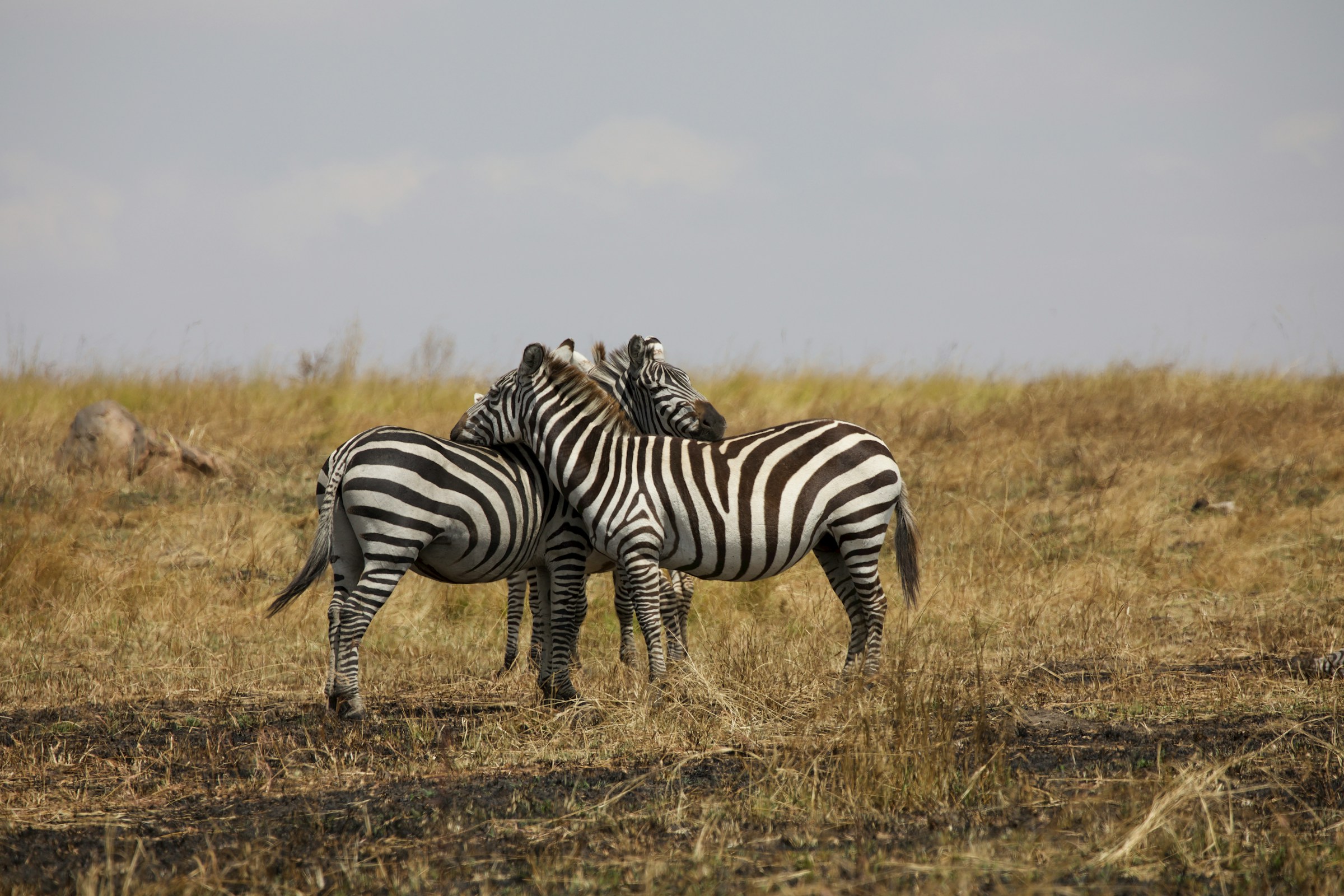 Tanzania Honeymoon Safari