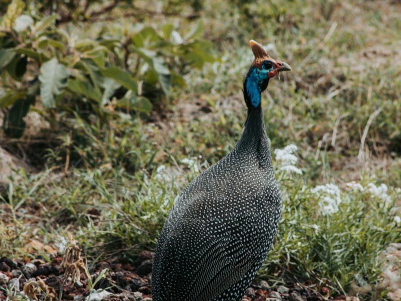 Tarangire National Park