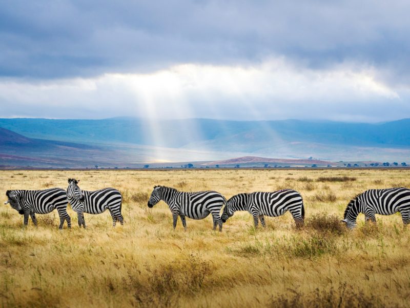 What-to-Expect-For-Your-Tanzania-Wildlife-Safari