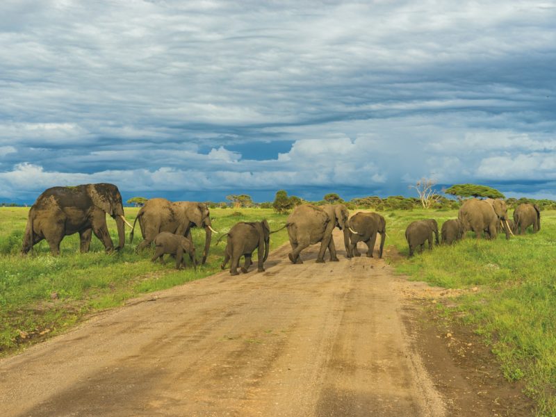 Why Tanzania wildlife safari