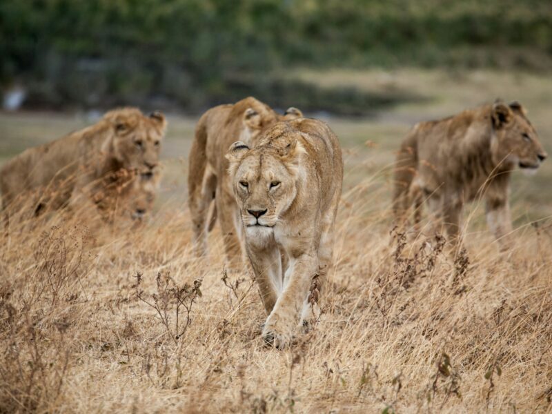 Big five safari in Tanzania