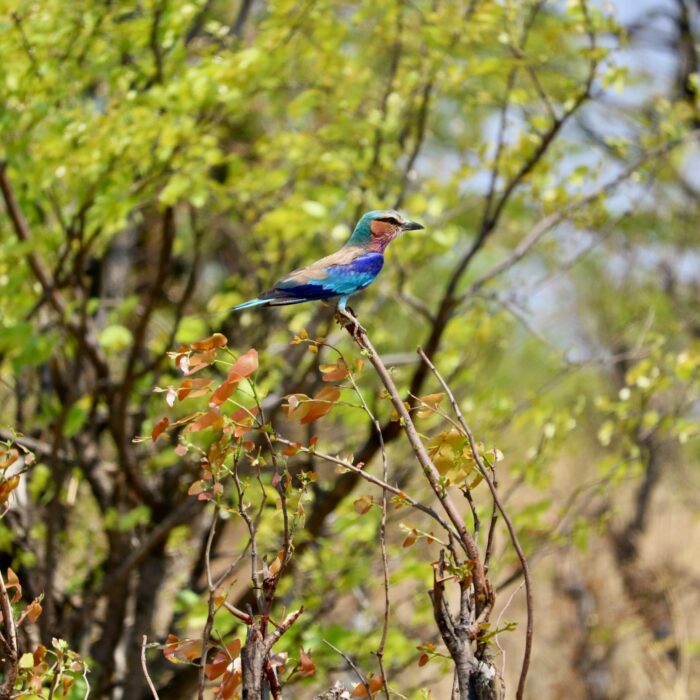 Birding tours Madagascar for seniors