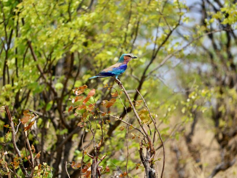 Birding tours Madagascar for seniors