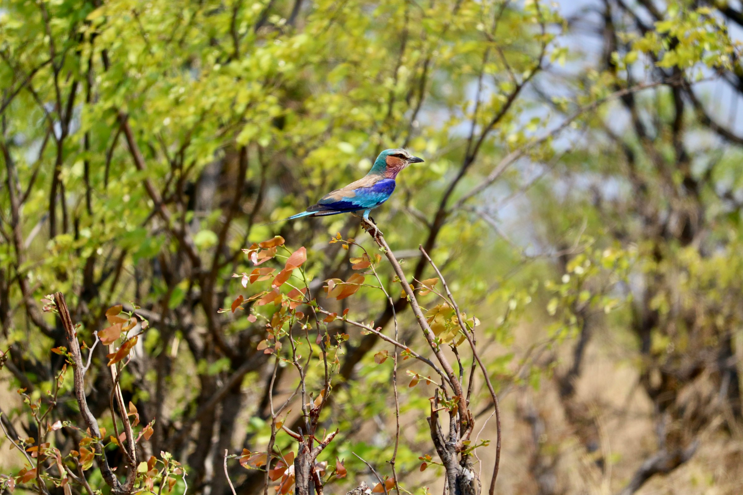 Birding tours Madagascar for seniors