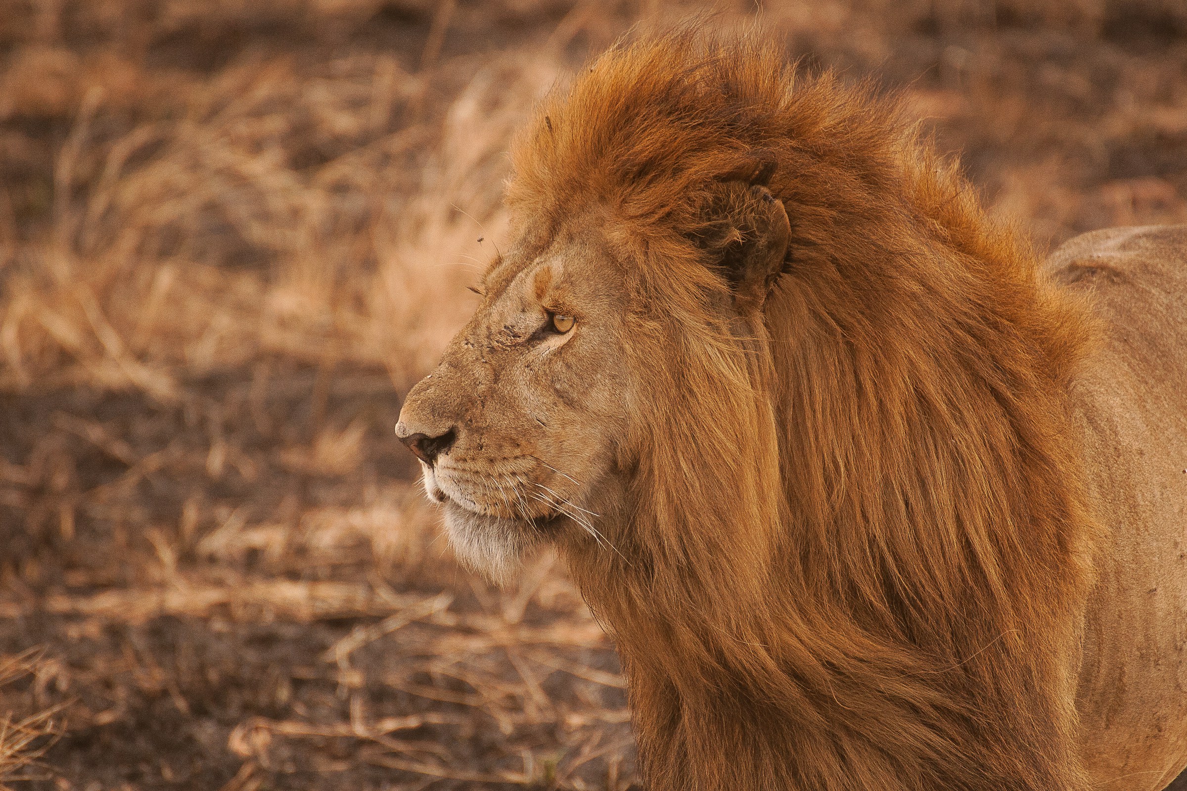 Big five safari in Tanzania