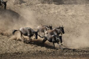 Tanzania Great Migration Safari