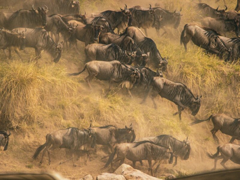 Tanzania Great Migration Safari