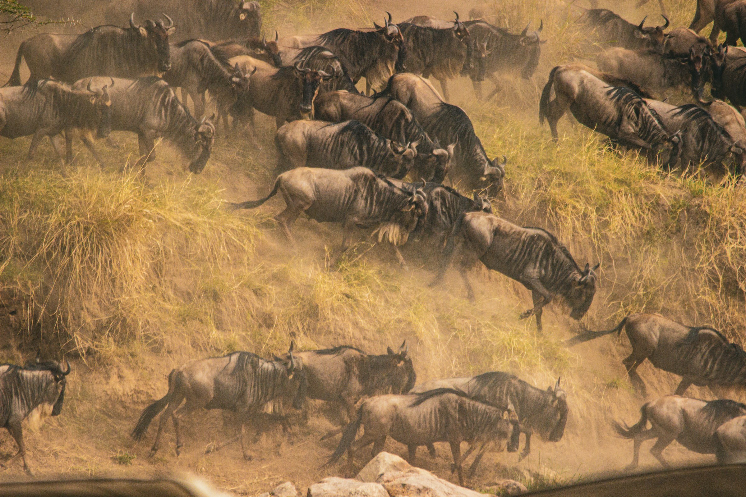 Great Migration in Tanzania