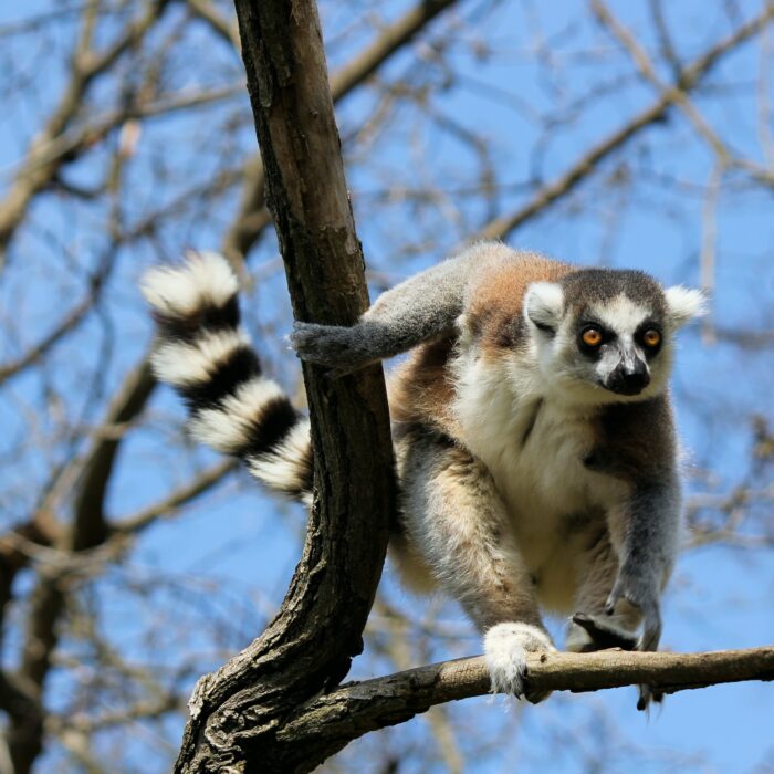 Wildlife safari tours in Madagascar