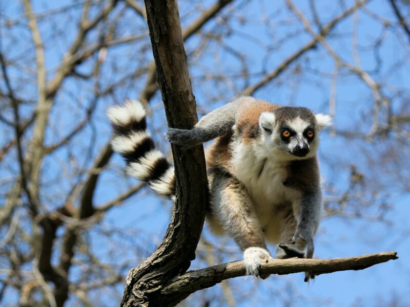 Madagascar Wildlife Safari Tours