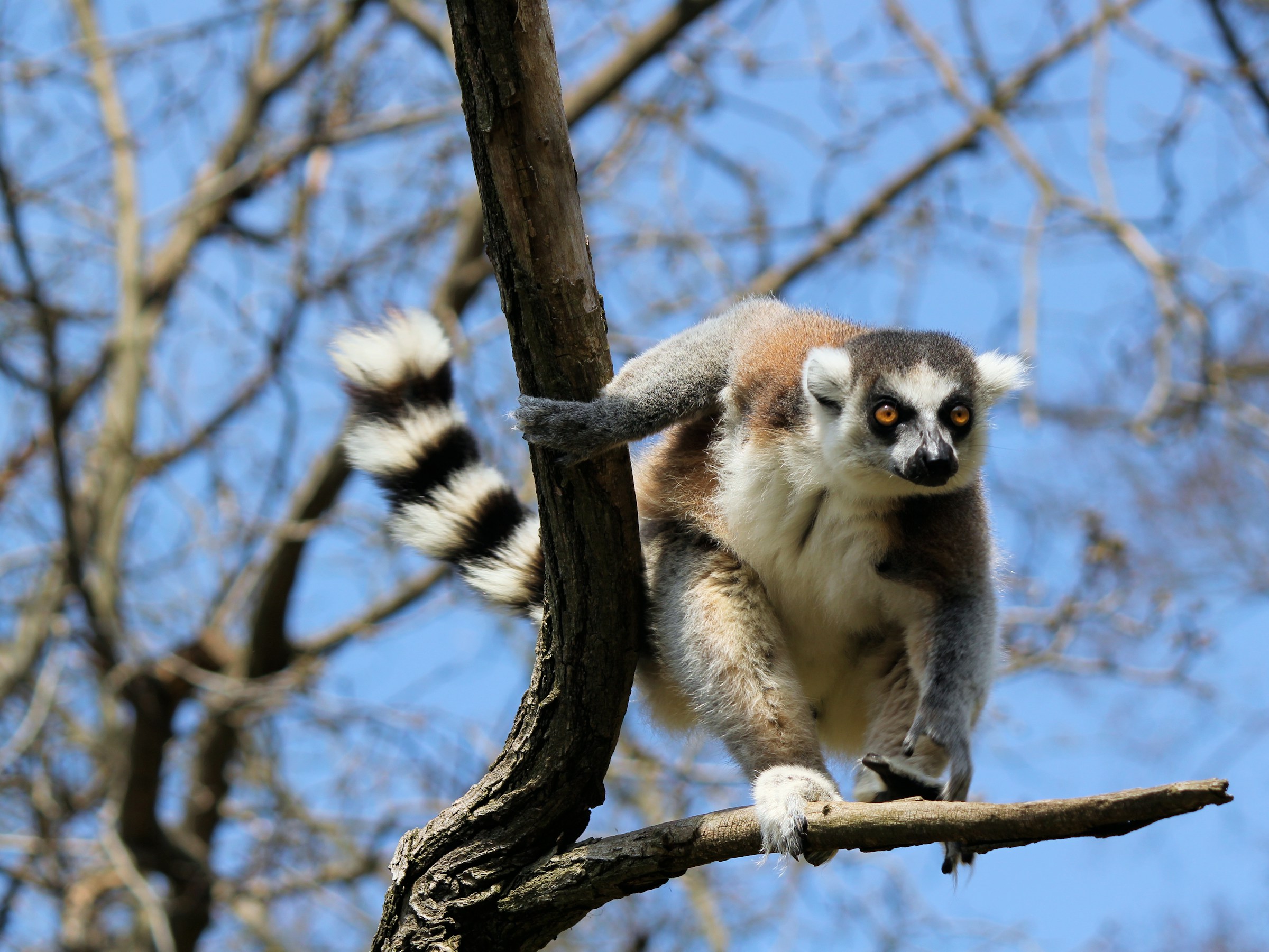 Madagascar Wildlife Safari Tours