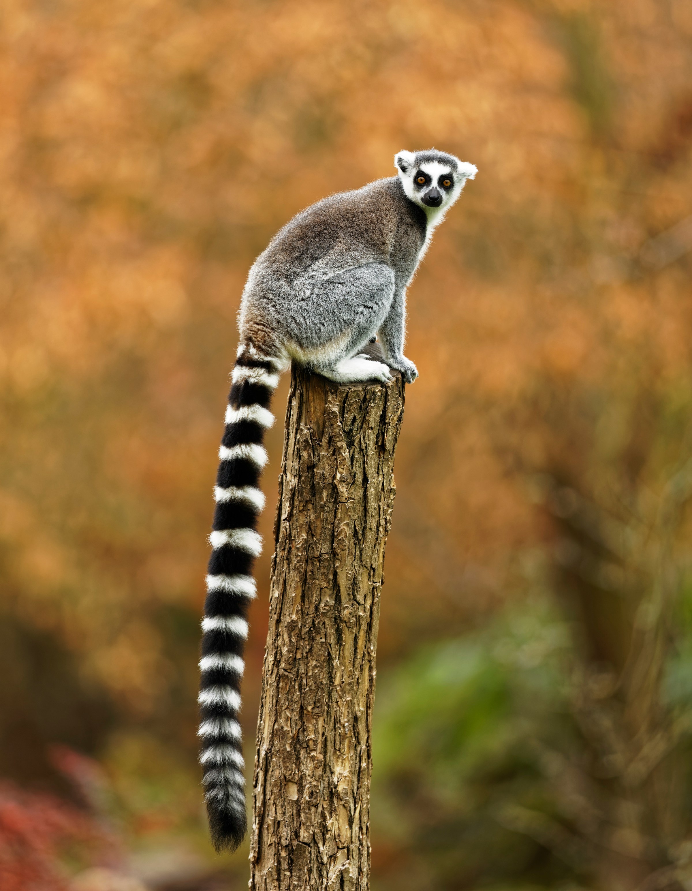 Madagascar to Mauritius Group Tours