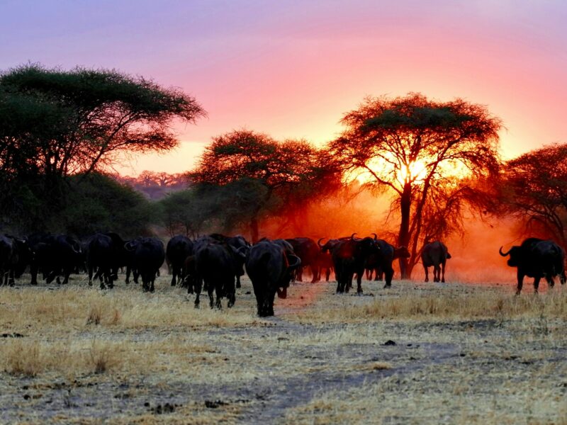 Great Migration in Tanzania