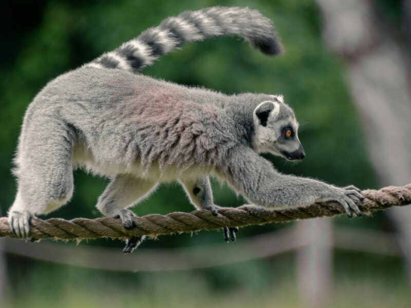 madagascar tours 2026